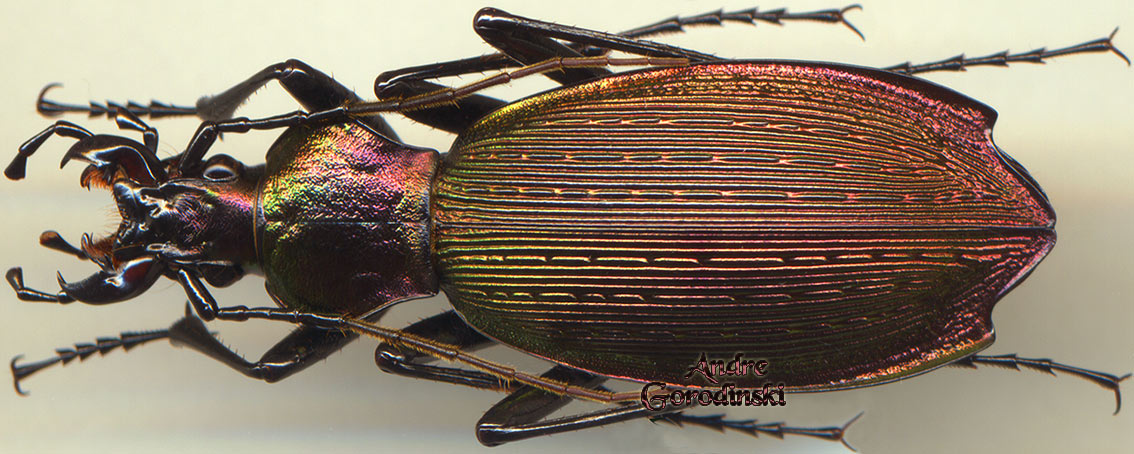 http://www.gorodinski.ru/carabus/Apotomopterus aeneocupreus.jpg